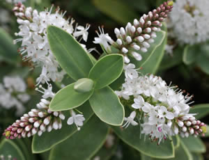 Hebe albicans at The Quinta Arboretum, Swettenham, Cheshire, UK