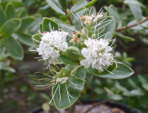 Hebe ‘Alexanderina Ferguson’ photographed at a Hebe Society member's garden, Cheshire, UK