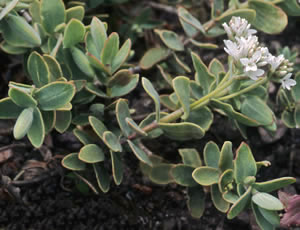 Hebe allanii photographed at Inverewe Gardens, Poolewe, Scotland, UK