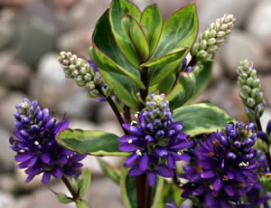 Hebe ‘Amanda Cook’ photographed at The Quinta Arboretum, Swettenham, Cheshire, UK