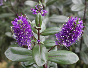 Hebe ‘Amy’ photographed in a Hebe Society member’s garden, Cheshire, UK