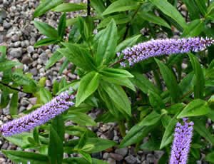 Hebe ‘Andersonii’ photographed at The Quinta Arboretum, Swettenham, Cheshire, UK