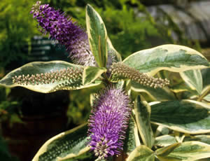 Hebe ‘Andersonii Variegata’ photographed at Probus Garden, Cornwall, UK