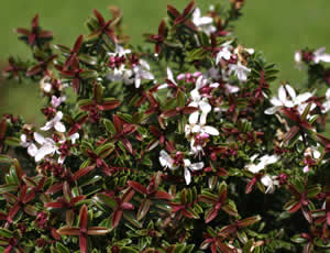 Hebe ‘Anomala’ photographed at Duchy College, Rosewarne, Redruth, Cornwall, UK