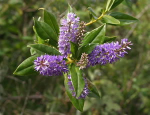 Hebe ‘Autumn Beauty’ photographed at Duchy College, Rosewarne, Cornwall, UK