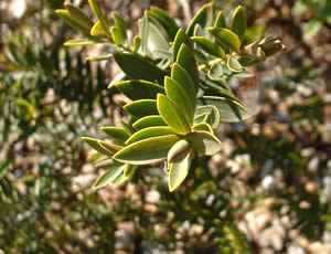 Hebe ‘Balfouriana’ photographed at a Hebe Society member’s garden, Yorkshire, UK