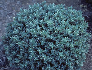 Hebe ‘Barnettii’ photographed at Auckland Regional Botanic Garden, New Zealand