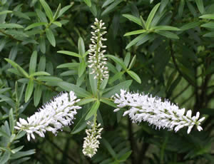 Hebe ‘Beatrice’ photographed in a Hebe Society member’s garden, Cheshire, UK