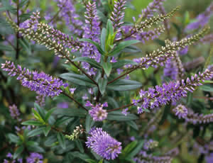 Hebe ‘Blue Clouds’ photographed in a Hebe Society member’s garden, Cheshire, UK