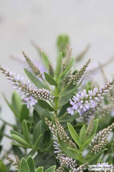 photograph of Hebe ‘Blue Ice’ supplied courtesy of Lowaters Nursery, UK