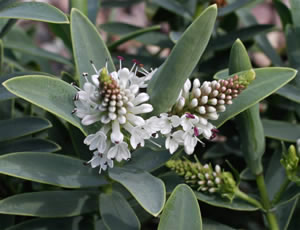 Hebe ‘Blue Star’ photographed at The Quinta Arboretum, Swettenham, Cheshire, UK