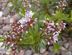 Hebe ‘Boscawenii’ photographed at The Quinta Arboretum, Swettenham, Cheshire, UK