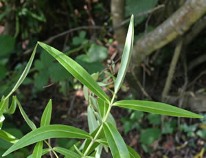 Hebe breviracemosa photographed at Duchy College, Rosewarne, Cornwall, UK