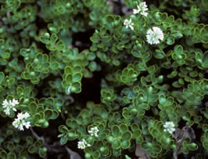 Hebe brockiei photographed at the Bristol Botanic Garden, UK