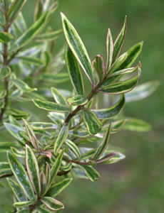 Hebe ‘Bronze Baby’ photographed at a Hebe Society member’s garden, Cheshire, UK