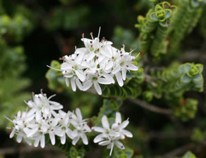 Hebe buchananii photographed at Logan Botanic Garden, Stranraer, Scotland, UK