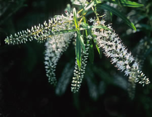 Hebe ‘C P Raffill’ photographed at a Hebe Society member’s garden, Cheshire, UK