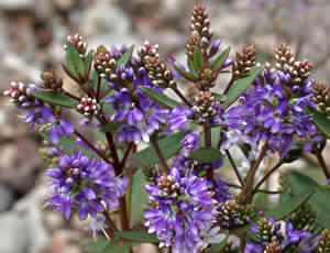 Hebe ‘Caledonia’ photographed at The Quinta Arboretum, Swettenham, Cheshire, UK