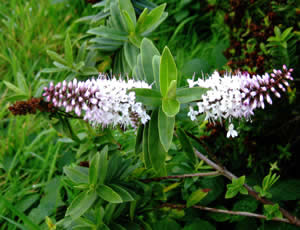 Hebe ‘Candy’ photographed by Gordon Smith at his garden, Surrey, UK