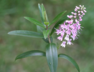 Hebe ‘Carnea’ photographed at a Hebe Society member’s garden, Cheshire, UK