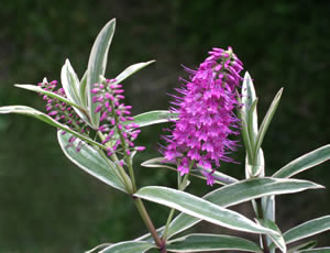 Hebe ‘Carnea Variegata’ photographed at a Hebe Society member’s garden, Cheshire, UK