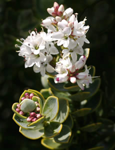 Hebe carnosula photographed at The Quinta Arboretum, Swettenham, Cheshire, UK