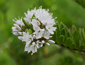 Hebe ‘Celina’ photographed at a Hebe Society member’s garden, Cheshire, UK