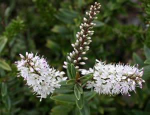 Hebe ‘Champagne’ photographed at The Quinta Arboretum, Swettenham, Cheshire, UK