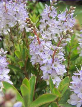  photograph of Hebe ‘Champagne Ice’ supplied courtesy of Bransford Webbs Plant Company, UK