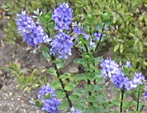 Hebe ‘Champion’ photographed by Gordon Smith at his garden, Surrey, UK