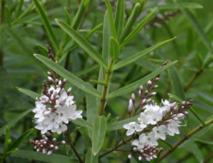 Hebe ‘Charming White’ photographed at a Hebe Society member’s garden, Cheshire, UK