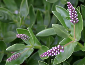 Hebe chathamica photographed at Inverewe Gardens, Poolewe, Scotland, UK