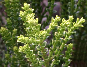 Hebe ‘Christensenii’ photographed at The Quinta Arboretum, Swettenham, Cheshire, UK