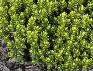 Hebe cockayniana photographed at Landcare Research, Lincoln, South Island, New Zealand