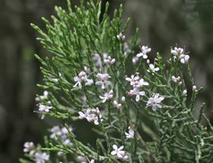 Hebe cupressoides photographed at a garden in Macclesfield, Cheshire, UK