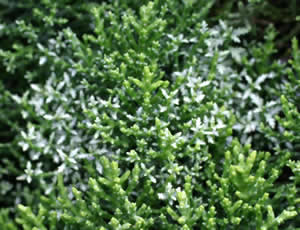 Hebe cupressoides ‘Boughton Dome’ photographed at Glenwhan Garden, Stranraer, Scotland, UK