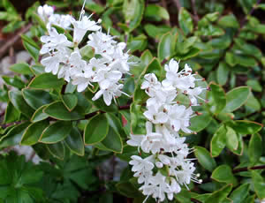 Hebe decumbens photographed at a Hebe Society member’s garden, Cheshire, UK