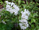 For more information on Hebe decumbens, and a larger view 20K