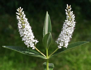 Hebe dieffenbachii photographed at The Quinta Arboretum, Swettenham, Cheshire, UK