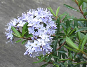 Hebe diosmifolia photographed by Gordon Smith at his garden, Surrey, UK