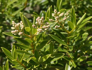 Hebe divaricata photographed at Duchy College, Rosewarne, Redruth, Cornwall, UK