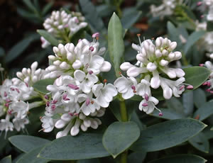 Hebe ‘Divergens’ photographed at a Hebe Society member’s garden, Cheshire, UK