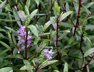 Hebe ‘E A Bowles’ photographed at Inverewe Gardens, Poolewe, Scotland, UK