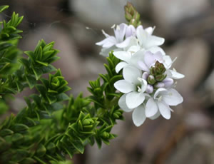 Hebe ‘Edinensis’ photographed at The Quinta Arboretum, Swettenham, Cheshire, UK