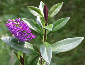 Hebe ‘Edington’ photographed at a Hebe Society member’s garden, Cheshire, UK