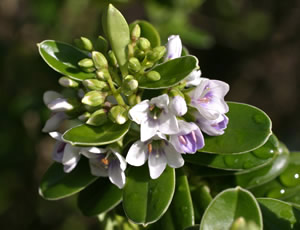 Hebe elliptica photographed at Duchy College, Rosewarne, Redruth, Cornwall, UK