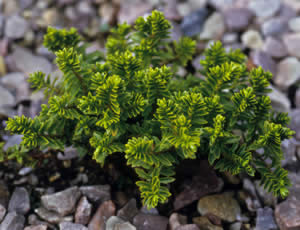 Hebe ‘Emerald Green’ photographed at a Hebe Society member’s garden, Cheshire, UK