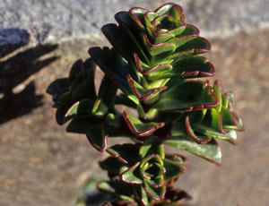 Hebe epacridea photographed at Southern Seeds, Sheffield, South Island, New Zealand