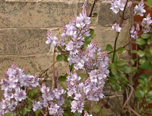 Hebe ‘Fairfieldii’ photographed at Holkham Gardens, Norfolk, UK