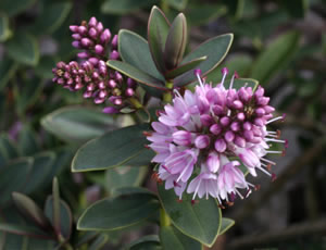 Hebe ‘First Light’ photographed at The Quinta Arboretum, Swettenham, Cheshire, UK